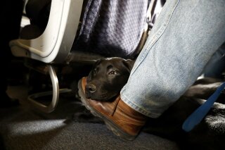 Airlines that accept emotional best sale support animals